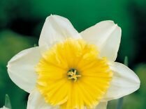 Narciso branco e amarelo