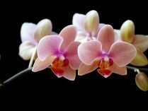 Orquídeas artísticas